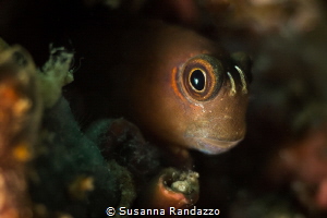 Underwater micro life. A curious gobi leans out of his li... by Susanna Randazzo 